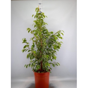 Ficus benja. 'Golden King'