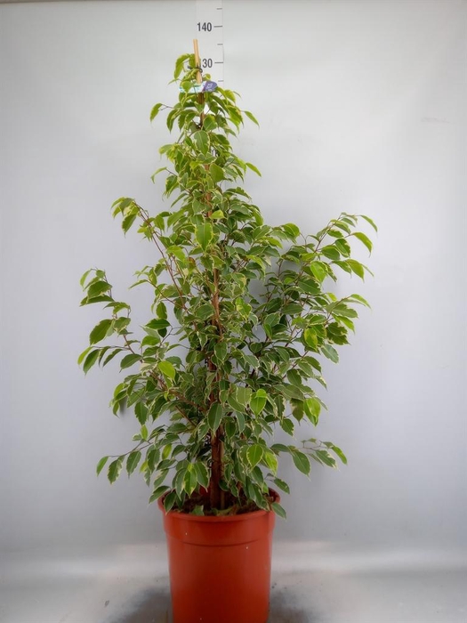Ficus benja. 'Golden King'