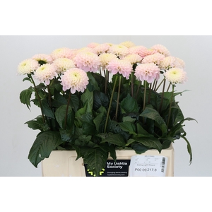 Dahlia Light Wizard