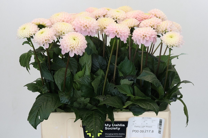 Dahlia Light Wizard