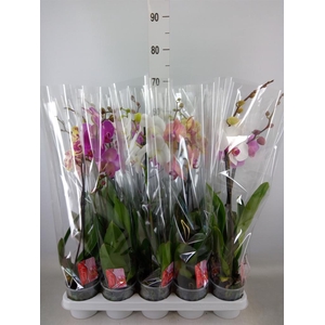 Phalaenopsis   ...mix