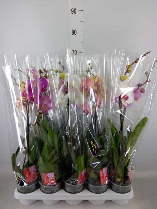 <h4>Phalaenopsis   ...mix</h4>