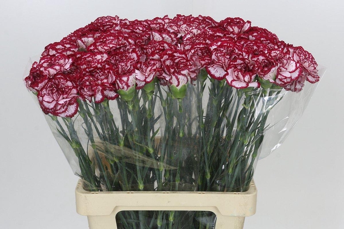 <h4>Dianthus St Bacarat</h4>