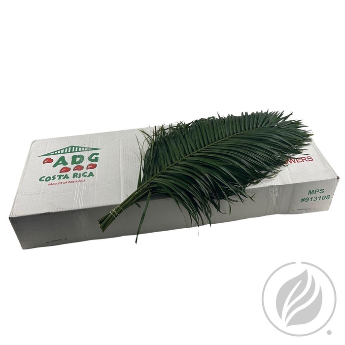 <h4>Phoenix Roebelini Adg 80cm</h4>