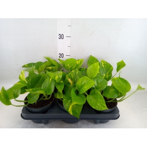 Epipremnum pinn. 'Aureum'