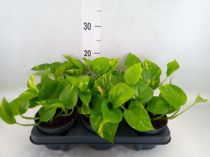 <h4>Epipremnum pinn. 'Aureum'</h4>