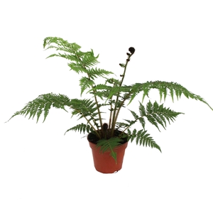 Cyathea cooperi
