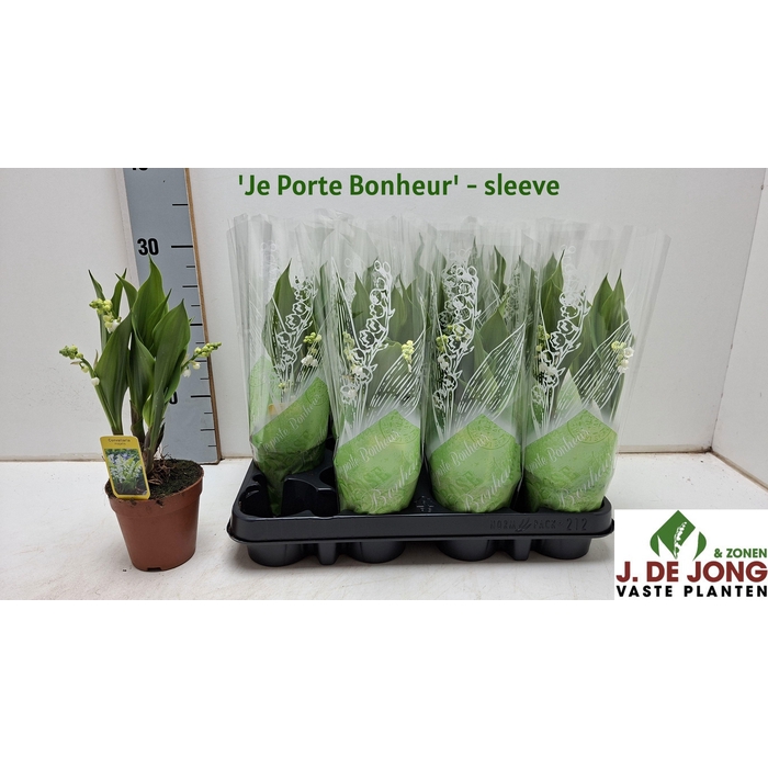 <h4>CONVALLARIA MAJALIS</h4>