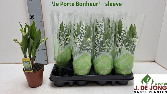 <h4>CONVALLARIA MAJALIS</h4>