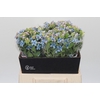 Oxypetalum Tweedia Blue