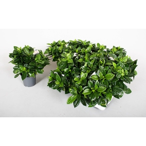 GARDENIA JASMINOIDES