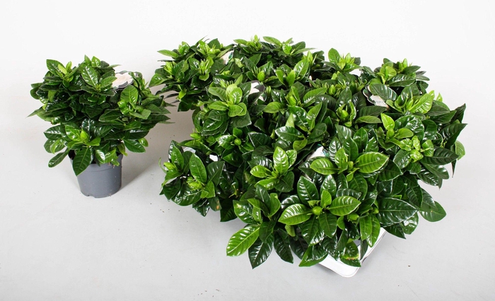 <h4>GARDENIA JASMINOIDES</h4>