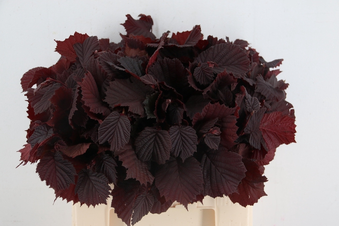<h4>CORYL AV ROTER ZELLE</h4>