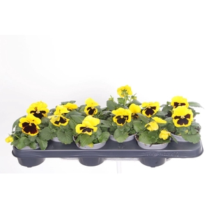 Viola witt.Delta Yellow with Blotch