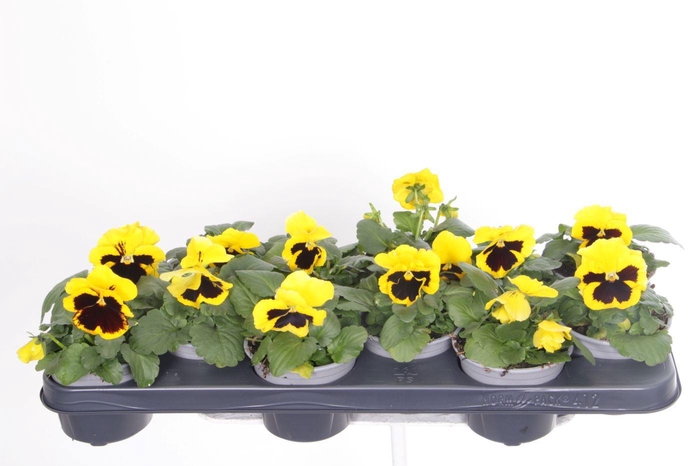 <h4>Viola witt.Delta Yellow with Blotch</h4>