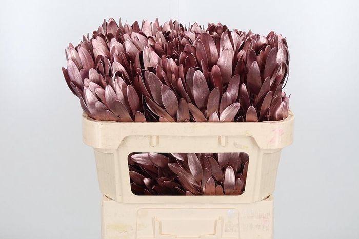 <h4>Leucod Kl Bh Rose Goud</h4>