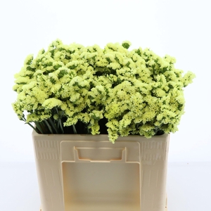 Statice Glossy Wings