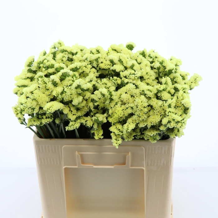 <h4>Statice Glossy Wings</h4>