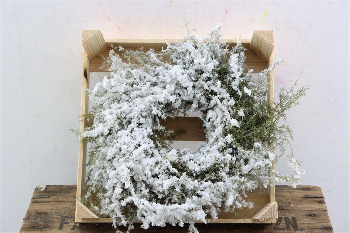 Wr Asparagus Snow 30cm