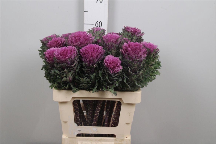 <h4>Brass Crane Queen</h4>