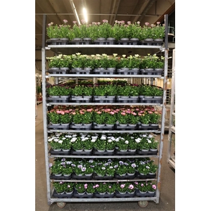 Osteo Mixk 1 Klr Per Tray
