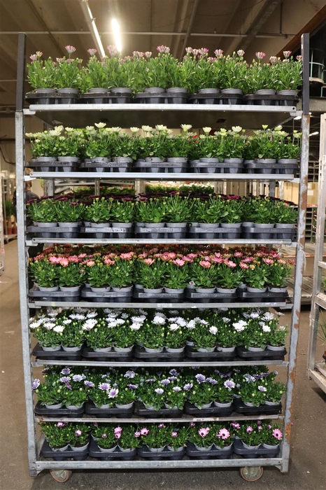<h4>Osteo Mixk 1 Klr Per Tray</h4>