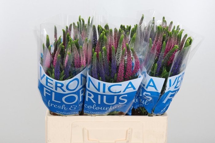 <h4>Veron Smart Col Gem</h4>