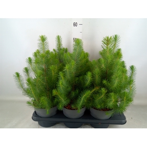 Pinus pinea 'Silver Crest'