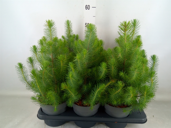 <h4>Pinus pinea 'Silver Crest'</h4>
