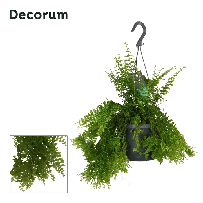 <h4>Nephrolepis exaltata 'Petticoat'</h4>