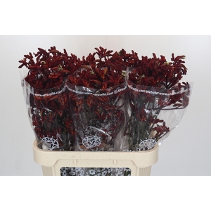 Anigozanthos Early Spring