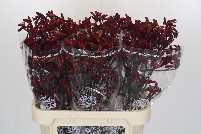 <h4>Anigozanthos Early Spring</h4>