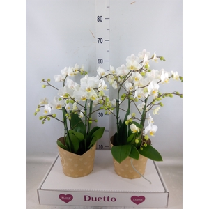 Phalaenopsis multi. 'FC French Blo'