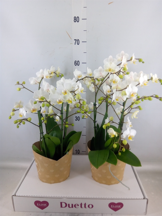 <h4>Phalaenopsis multi. 'FC French Blo'</h4>