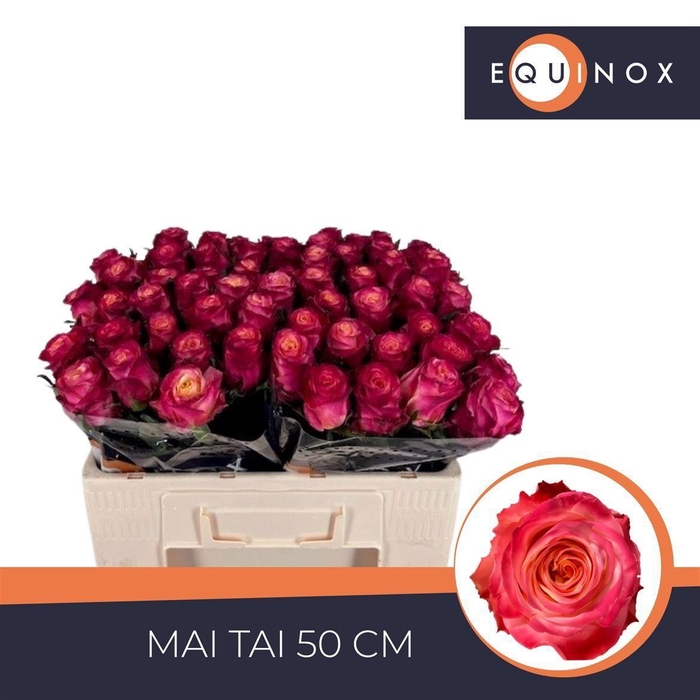 <h4>Rosa a grande fleur Mai Tai</h4>