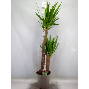 Yucca