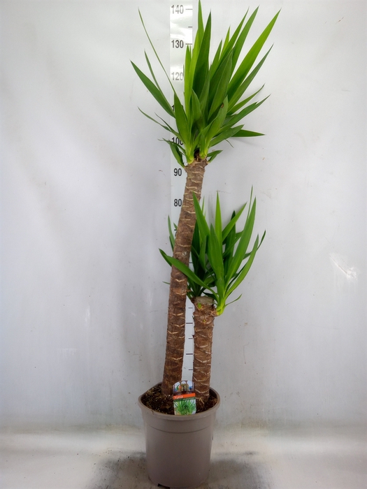 <h4>Yucca</h4>
