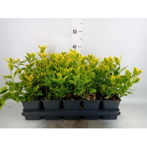 Euonymus japon. 'Aureomarginatus'