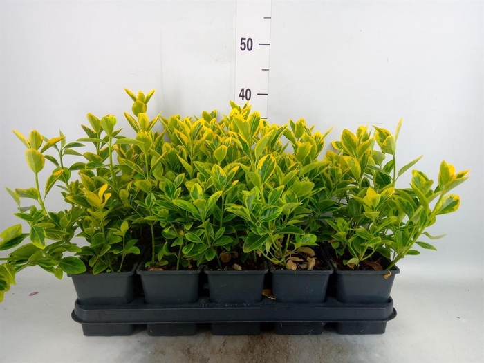 <h4>Euonymus japon. 'Aureomarginatus'</h4>