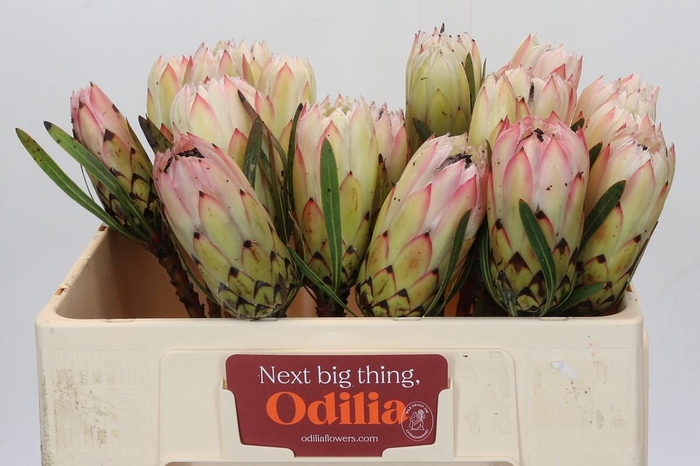 <h4>Protea White Night</h4>