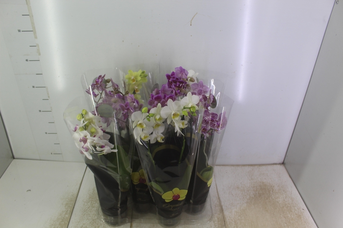 <h4>PHALAENOPSIS MINI P09 2 HT PREMIUM</h4>