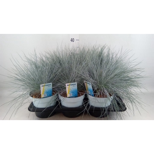 Festuca glauca 'Intens Blue'