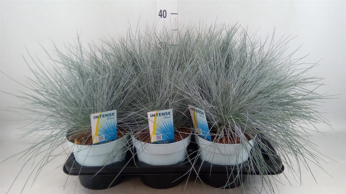 <h4>Festuca glauca 'Intens Blue'</h4>