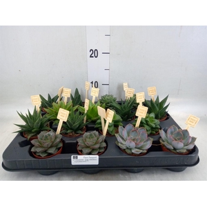 Succulents   ...mix 4