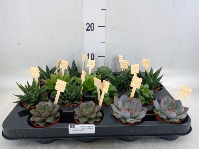 <h4>Succulents ...mix 4</h4>