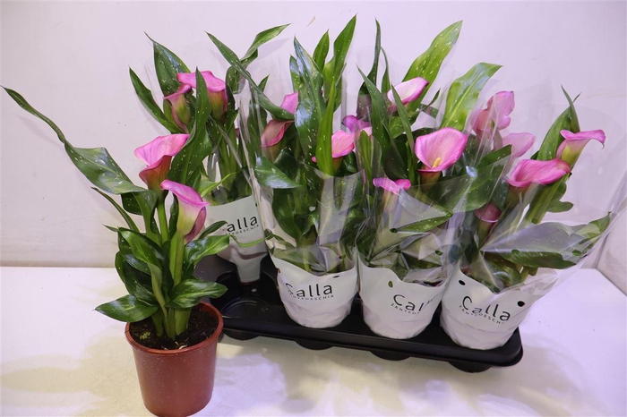 <h4>arr8 Zant Zazu</h4>