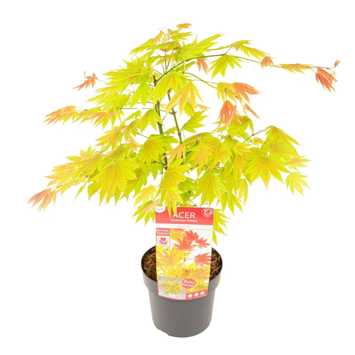 <h4>Acer shirasawanum</h4>