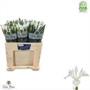 IRIS WHITE MAGIC