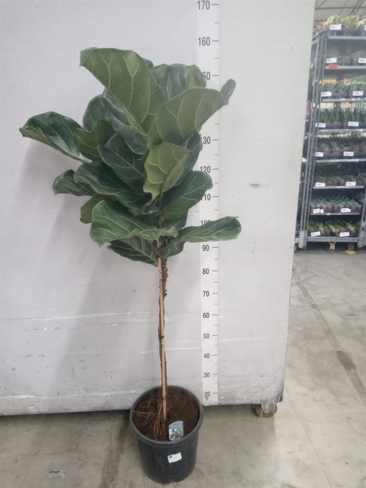 <h4>Ficus lyrata</h4>