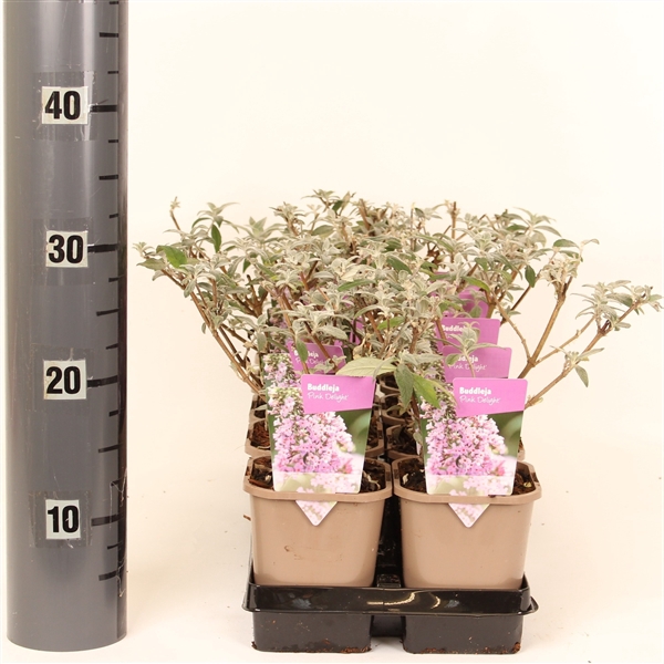 <h4>Buddleja davidii 'Pink Delight'</h4>